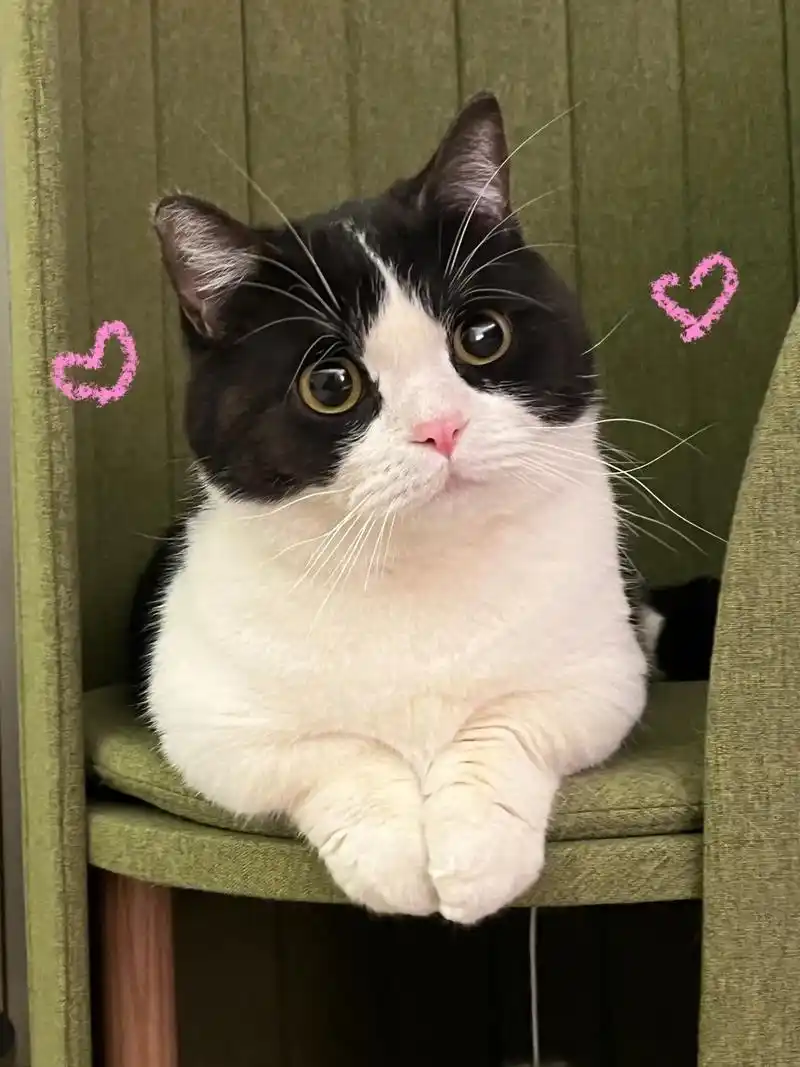 帮我看看 他是不是在对我放电.#谁能拒绝傻憨憨的小猫咪 #萌 - 抖音