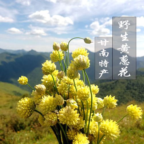 甘肃特产甘南野生黄葱花草原花炝锅浆水面拌面熬粥山葱花山野花 100克