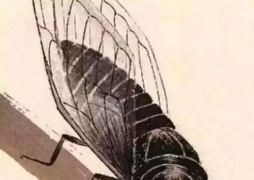 齐白石画的一只蝉为何能买到8亿放大20倍就明白了
