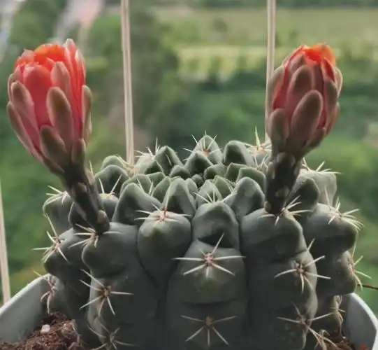 仙人球图片大全大图(3个方法养好仙人球长得更圆更肥)