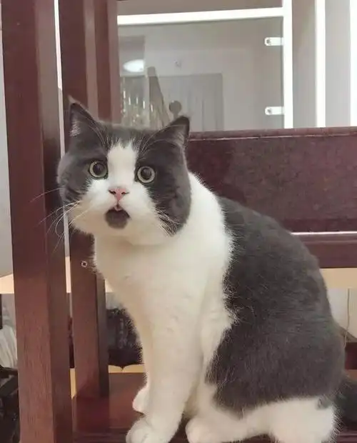 不信你没用过它的表情包!爆红网络的"惊讶猫"其实一点也不惊讶