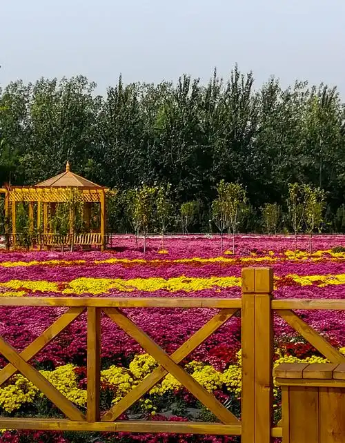 双街花卉博览园观百亩菊花