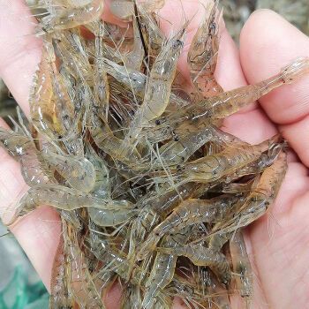 猫扑鱼微山湖小河虾淡水新鲜鲜活小白虾小土虾小明虾冰鲜河虾34厘米