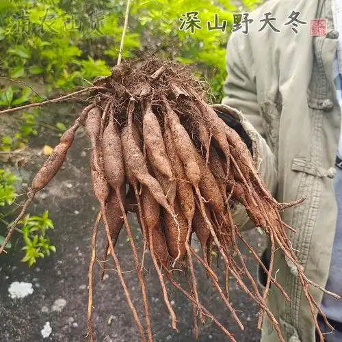 深山现挖新鲜天门冬中药材野生天冬正品500g包邮泡酒煲汤料三百棒