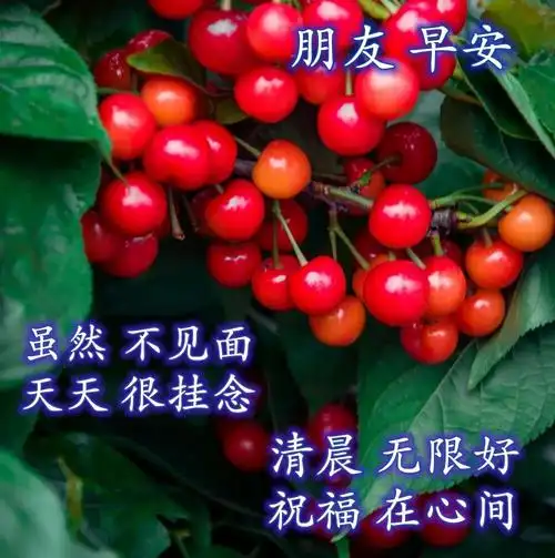 最美早安问候祝福语带图片清晨问候大家早上好暖心祝福句子