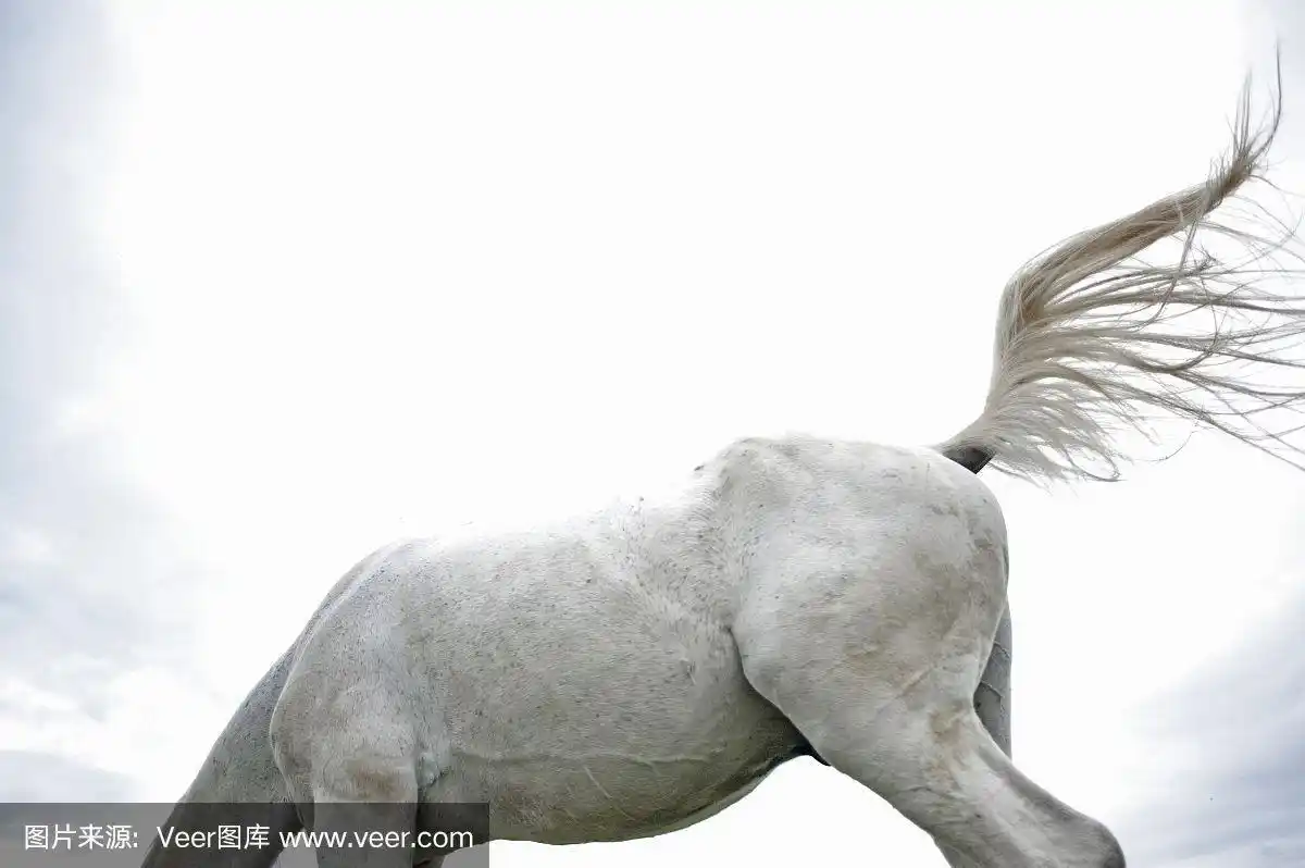 一个白色的马与摆动的尾巴在明亮的天空的身体的特写.