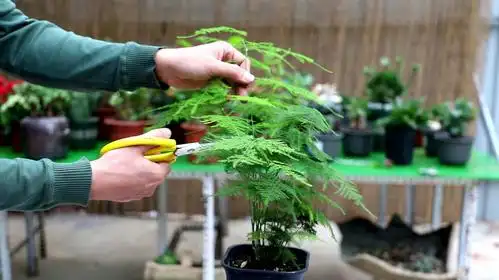 文竹这样修剪后,再浇1种水,不黄叶不徒长