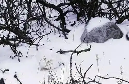 考眼力!据说视力好的人,才能找出这18张图中隐藏的动物!