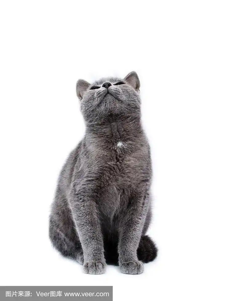 银色,猫,小的,垂直画幅,美