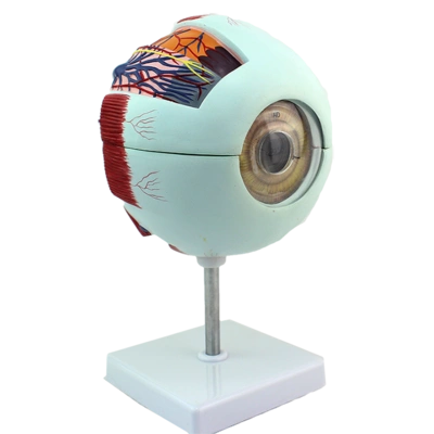 人体眼球解剖模型眼睛解剖结构 五官眼科结构 眼睛模型 眼球结构模型