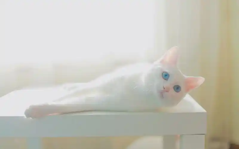 可爱美女,猫咪,可爱,小猫,萌宠,猫咪,摄影,电脑壁纸,壁纸可爱萌宠网红