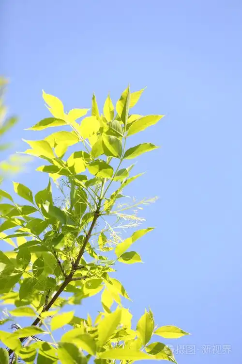 美丽的春天树叶在树上在户外