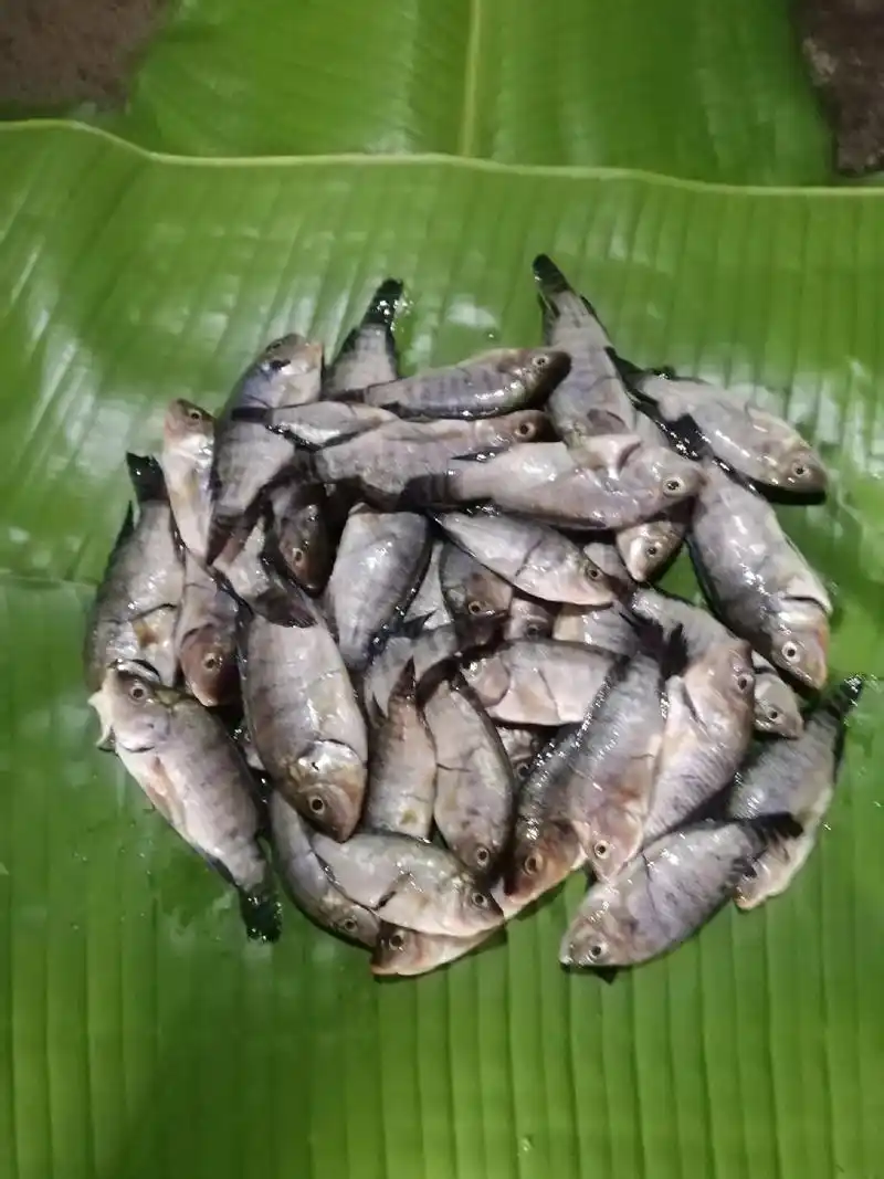 今天的午餐包烧小罗非鱼#热度精选 #22抖音助农74 #祝刷到的 - 抖