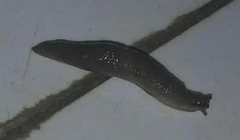 在卫生间发现的虫子,如图,请教他们的学名是什么?