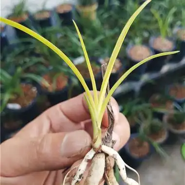 蕙兰暴力黄5朱金黄变形高艺草前垄1小苗寄养