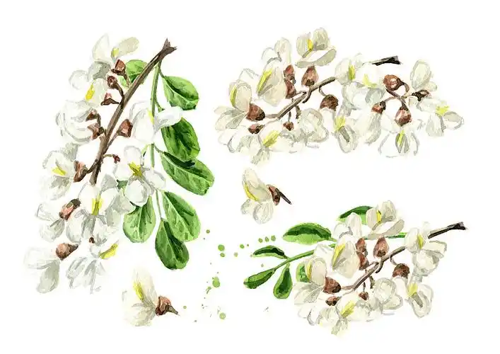 金合欢或槐花集,美容药草.手绘水彩插图孤立的白色背景插画下载