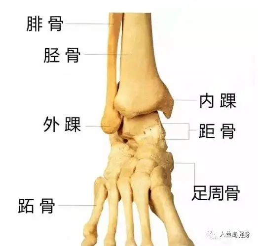 踝关节(ankle joint),它是足部与腿相连的部位,由胫骨,腓骨下端的关节