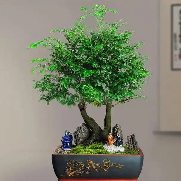 小叶紫檀盆景怎么养都养不死,不怕干不怕冻,还能旺财