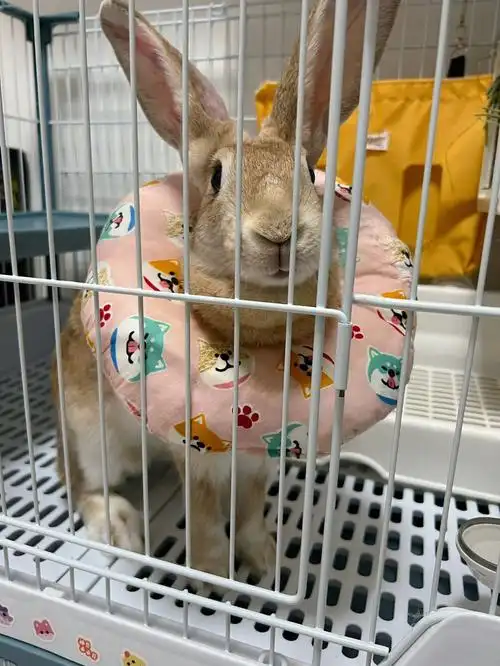 兔子日常  #我家宠物好可爱  #兔子生病