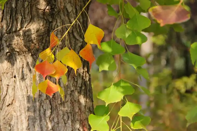 植物乌桕树_乌桕与红叶乌桕的区别 - 云林新闻励志网