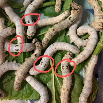 蚕宝宝怎样分公母?