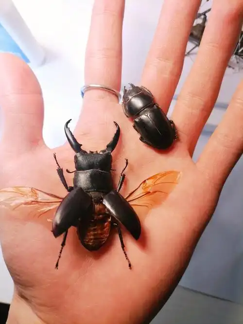 中华大扁锹  dorcus titanus platymelus97中国大部分地区皆有分布