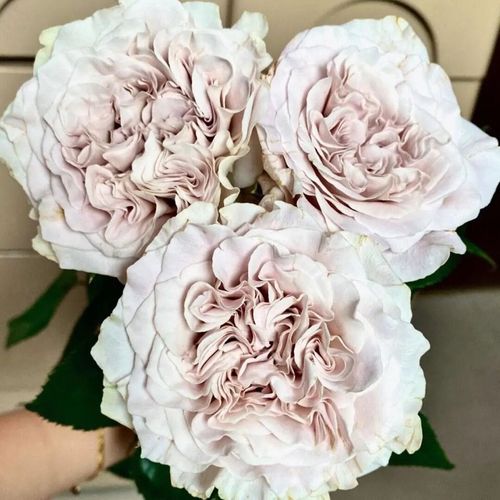 貂蝉威斯敏特大教堂  大花复古色  肯尼亚新品净化空气窗台月季阳