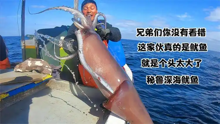 秘鲁深海钓巨型鱿鱼,体型50多斤比小孩个头还大,让大家见识一下