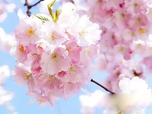 世界上最美的10种花