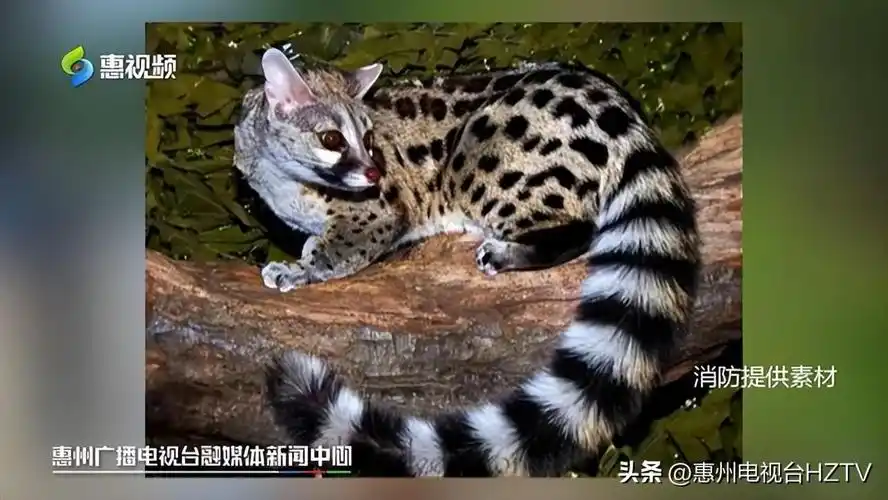 惠州发现国家二级保护动物斑林狸