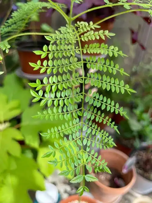 蓝花楹的叶子太好看了