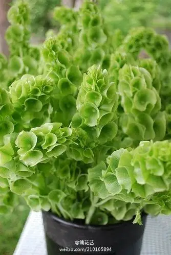 贝壳花(molucella laevis)唇形科,贝壳花属.原产与亚洲西部.