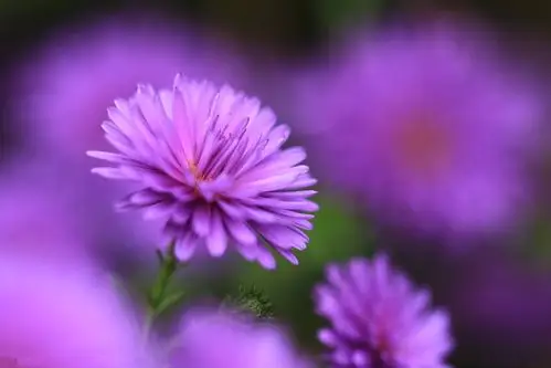 唯美紫色花卉桌面壁纸_漂亮好看的紫色小花