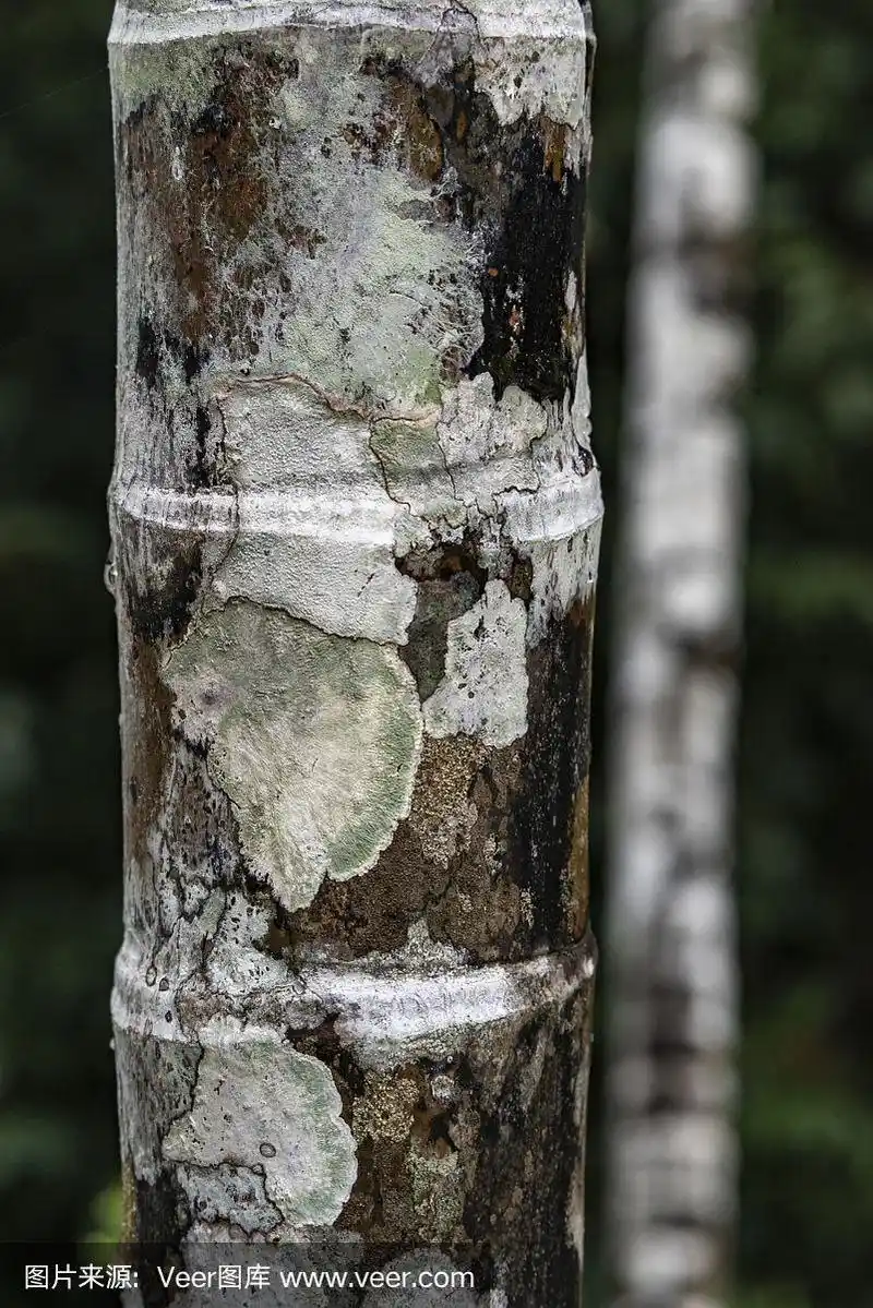 槟榔屿的树干的特写看起来像椰子和竹子树干的大小和形状只有在