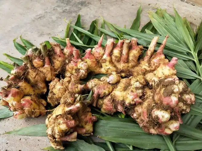 贵州本地二黄姜批发