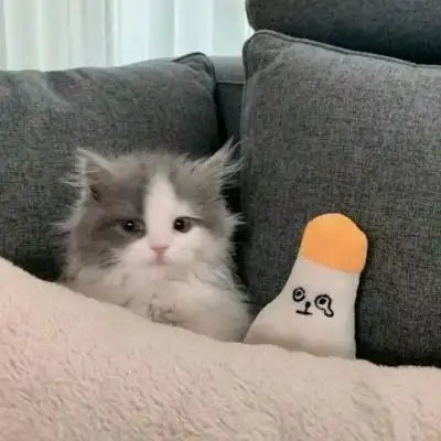 高清超萌可爱的猫图片头像