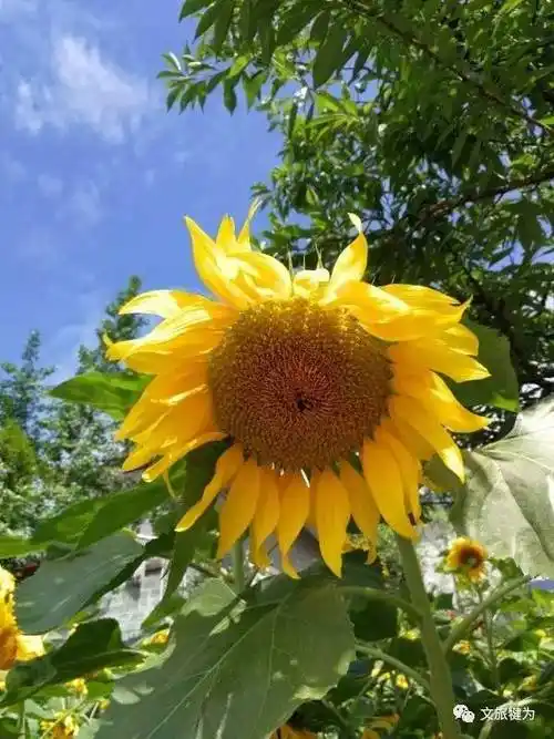 夏日艳阳,又是赏向日葵的最佳时节