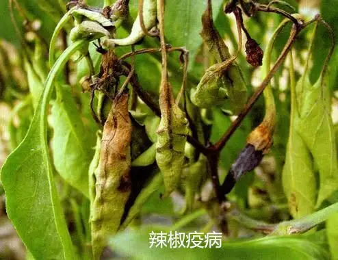 优利普植保-辣椒常见病害及解决方案.