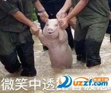 网红小猪笑着活下去表情包高清无水印版