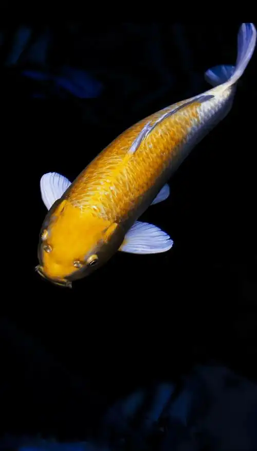 中国锦鲤·锦上添花