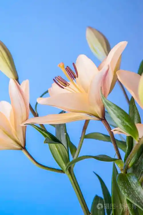 蓝色背景的百合花