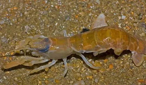 城市: 大连 亲,海缘为您提供的是大连本地特产-------野生蝼蛄虾(也有