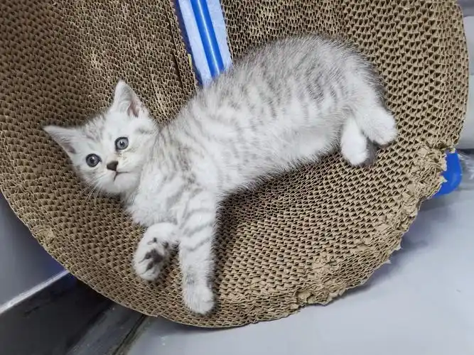 请问这是英短银渐层,还是美短银虎斑,或者是其他? - 知乎