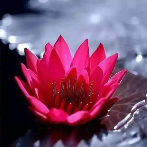 中老年头像大全:好看的花朵微信头像图片