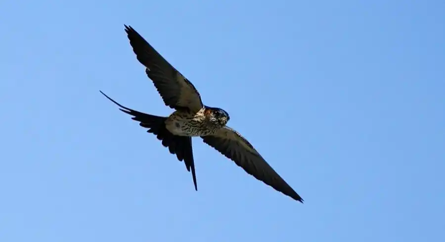 疾速飞行的燕子查看大图曝光:1/4000 sec光圈:f4.