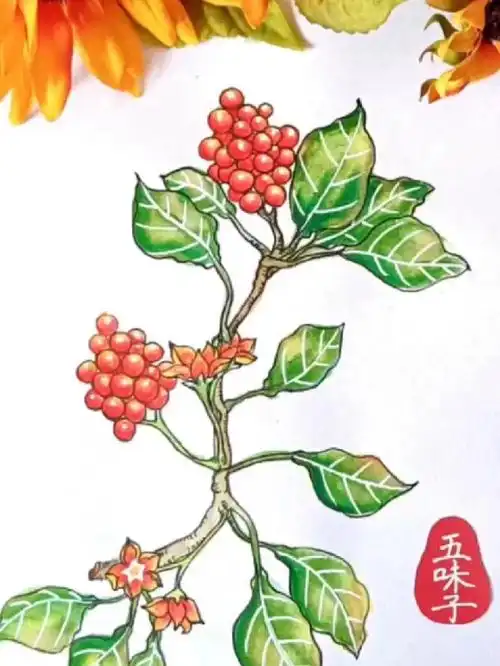 和我一起来画本草纲目吧《五味子》