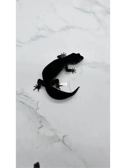 豹纹守宫黑夜  #豹纹守宫