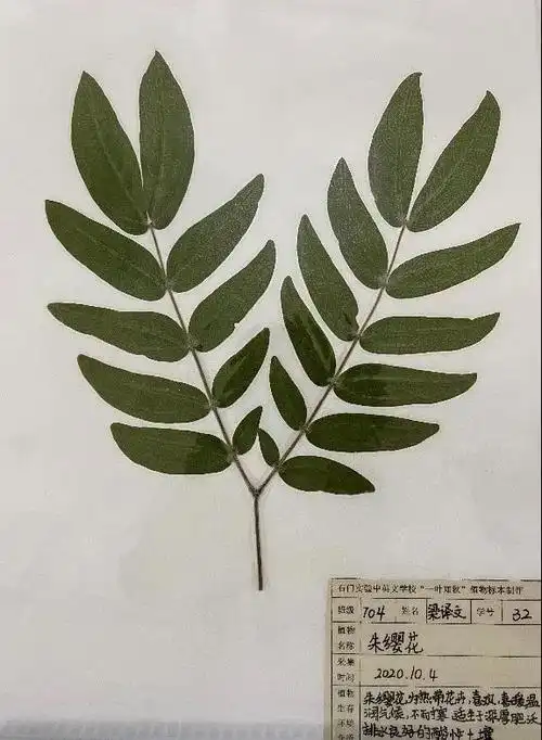 一叶知秋石门实验中英文学校七年级植物标本制作成果展