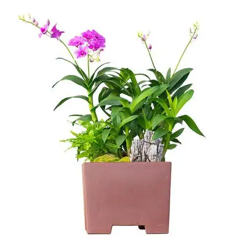 【祥和阳刚】石斛兰盆栽-送礼必备