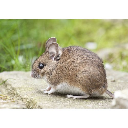 十二生肖动物图海报 十二生肖属相动物海报画小鼠牛虎兔龙蛇马羊 1 30